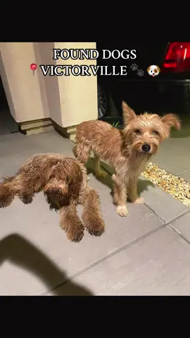 🚨 Found 2 dogs in Victorville, CA 🚨 They were thirsty & hungry 😢 I gave them food/water but I can’t keep them. Please help me find their family 💔🐾 #Victorville #FoundDogs #LostDogs #DogRescue #dogs 
