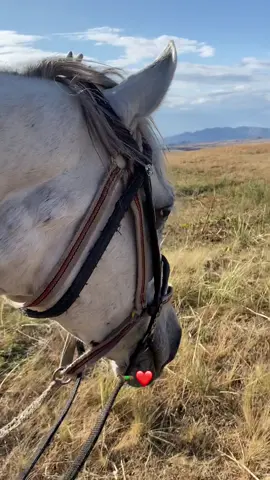 🐎❤️#қойбыш #сглрекке🤗🚀 