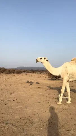 #الطائف 