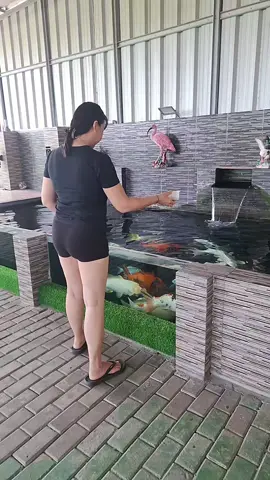 aktivitas setiap hari di rumah #yingliung(YL) #suapinmakankoikesayangan  #kolamkoi #koi  #dirumahaja 