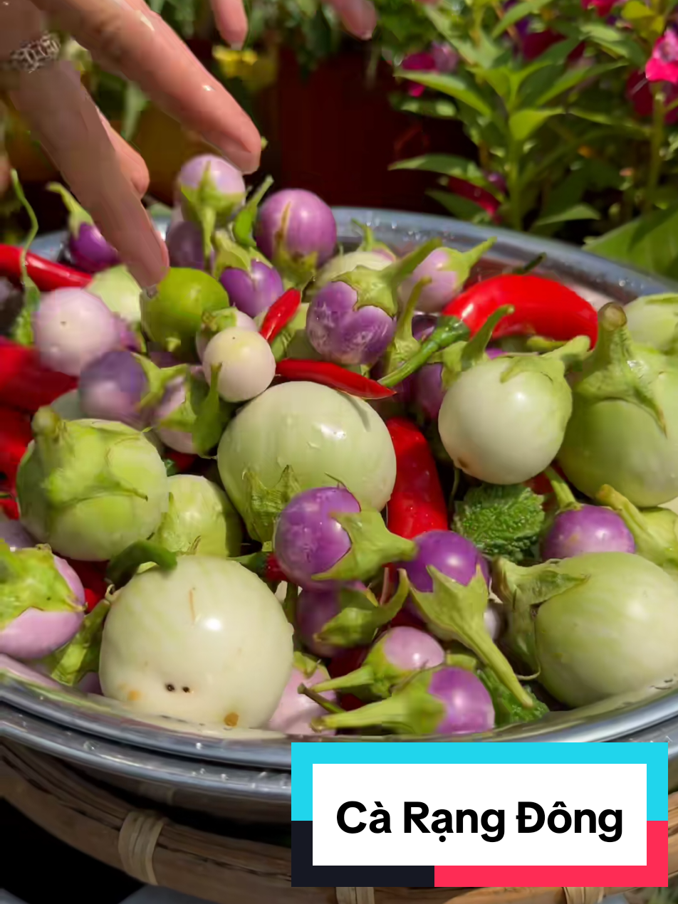 Cà ngọt - Cà pháo tím Rạng Đông #rangdongseeds #hatgiongrangdong 