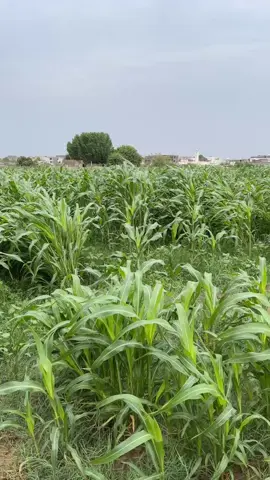 اجواء لفافة