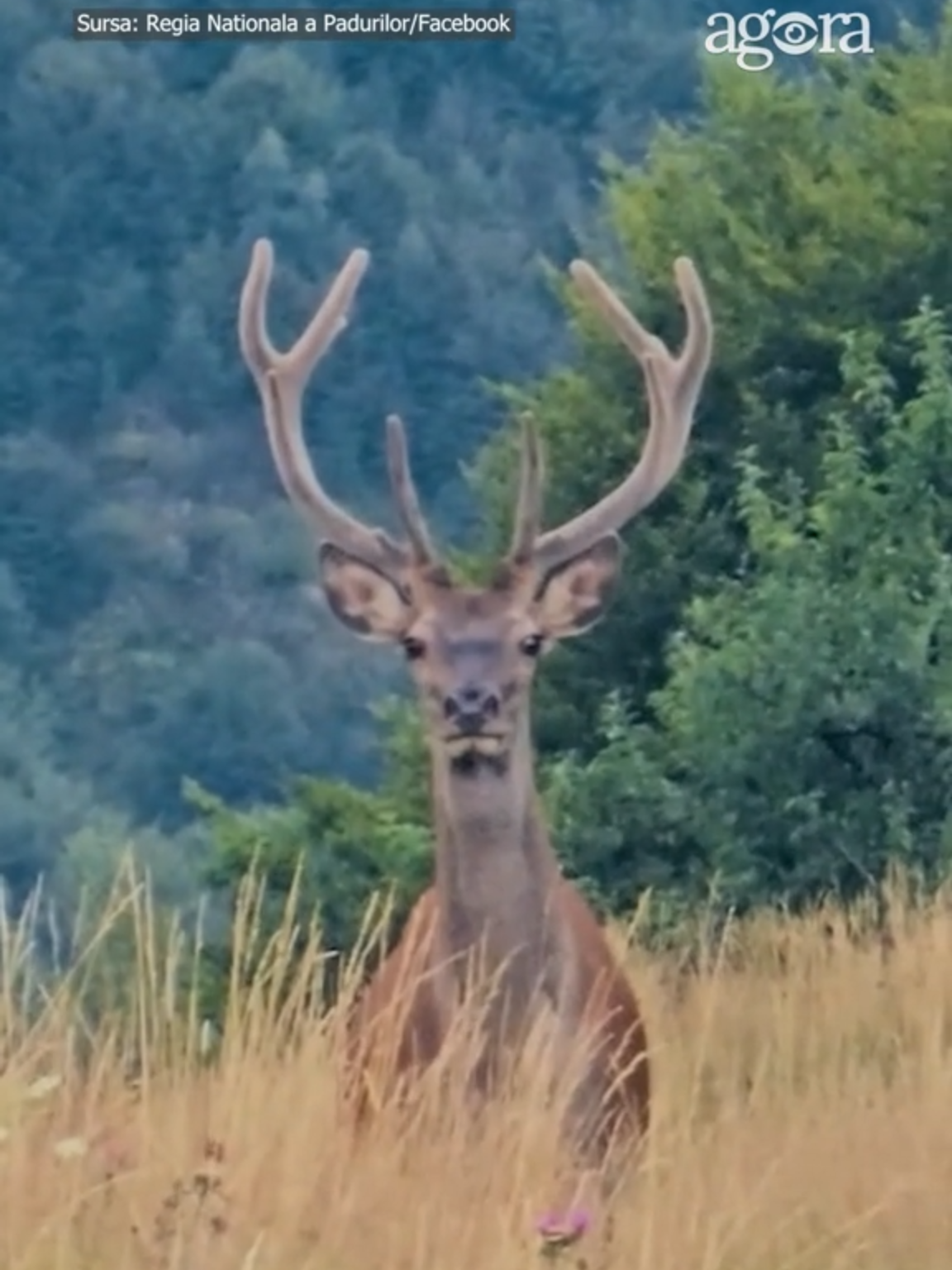 🦌 Potrivit datelor oficiale, în România trăiesc peste 50.000 de cerbi, număr aflat în creștere față de anii precedenți. Masculii pot ajunge la 300 de kilograme, iar coarnele lor, ramificate și impunătoare, sunt folosite în luptele pentru dominanță în sezonul de împerechere. Specialiștii subliniază rolul esențial al speciei în păduri: de la reglarea vegetației, până la menținerea diversității biologice. Toamna, în perioada boncănitului, Munții Parâng devin scena unor spectacole naturale sonore, atunci când masculii își dispută supremația în fața femelelor. 🦉 Vrei știri altfel? Urmărește @agoramoldova și pentru poveștile animalelor. #AGORA #știriagora #agoramedia #agoramd