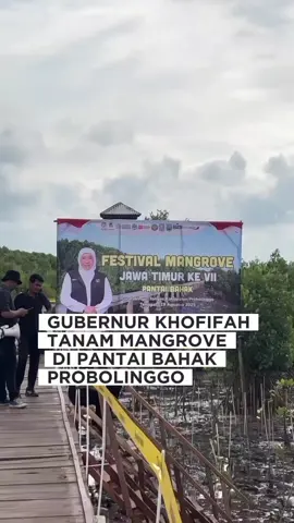 Pemprov Jawa Timnur bersama sektor swasta, akademisi, dan komunitas menggelar Festival Mangrove di Pantai Bahak, Desa Curahdringu, Kecamatan Tongas, Selasa (19/8/2025). Acara ini menjadi wujud komitmen bersama dalam merehabilitasi sekaligus melestarikan ekosistem mangrove di wilayah pesisir. Gubernur Jawa Timur Khofifah Indar Parawansa menuturkan bahwa keberadaan mangrove terbukti memberi dampak positif bagi kehidupan nelayan setempat. #probolinggo #khofifah #mangrove #pantai