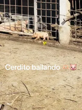 Amamos ❤️❤️🐷🐷🐷#cerditosbebes#cerditostiernos