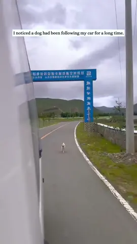 I noticed a dog had been following my car for a long time and then…#rescue #animal #fyp #dog#jackrussellterrier 