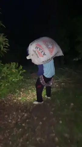 Kendalanya tidak kelihatanmi cengkeh bos malammi kasiang🤣#cengkeh #anakpetani #petikcengkeh #beranda 