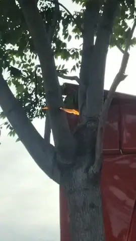 that's super powerful #tree #laser #cutting #machine #fypシ 