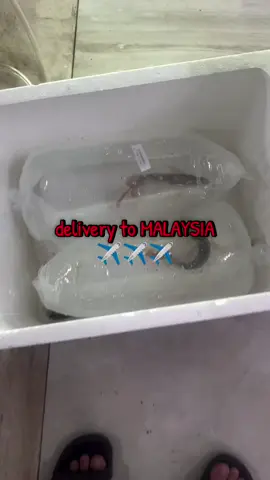 #arowanaindonesia #arowanamalaysia #arowanasingapore #arowanafilipina #arowanasuperred 