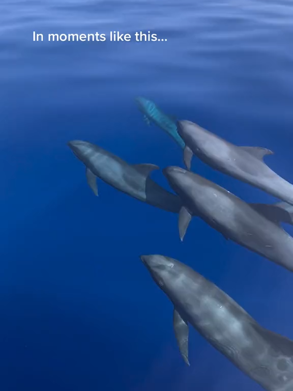 222 This was such a special moment as this pod of over 100 decided to come ride our bow in perfect conditions on the  Moments like this a #melonheadedwhales #ocean