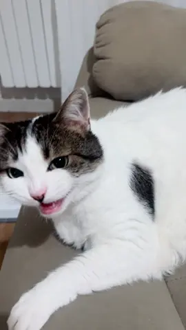 #meowdance #miao #cat #cutecats #catlanguage