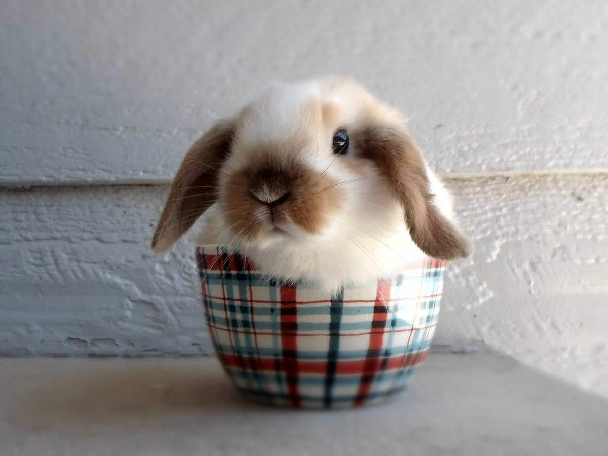 Who’s mugging these bunnies 🐰☕️ #bunny #cute #fyp #rabbits #pinterest