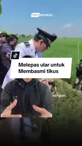 Lucky Hakim aktor sekaligus bupati Indramayu melepas ribuan ular ke sawah untuk membasmi tikus, menurut nya ini lebih aman di banding racun atau setrum yang membahayakan petani #luckyhakim #prabowo #prabowosubianto #tikus #tikusberdasi 