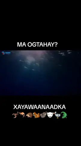 #islamic_video 