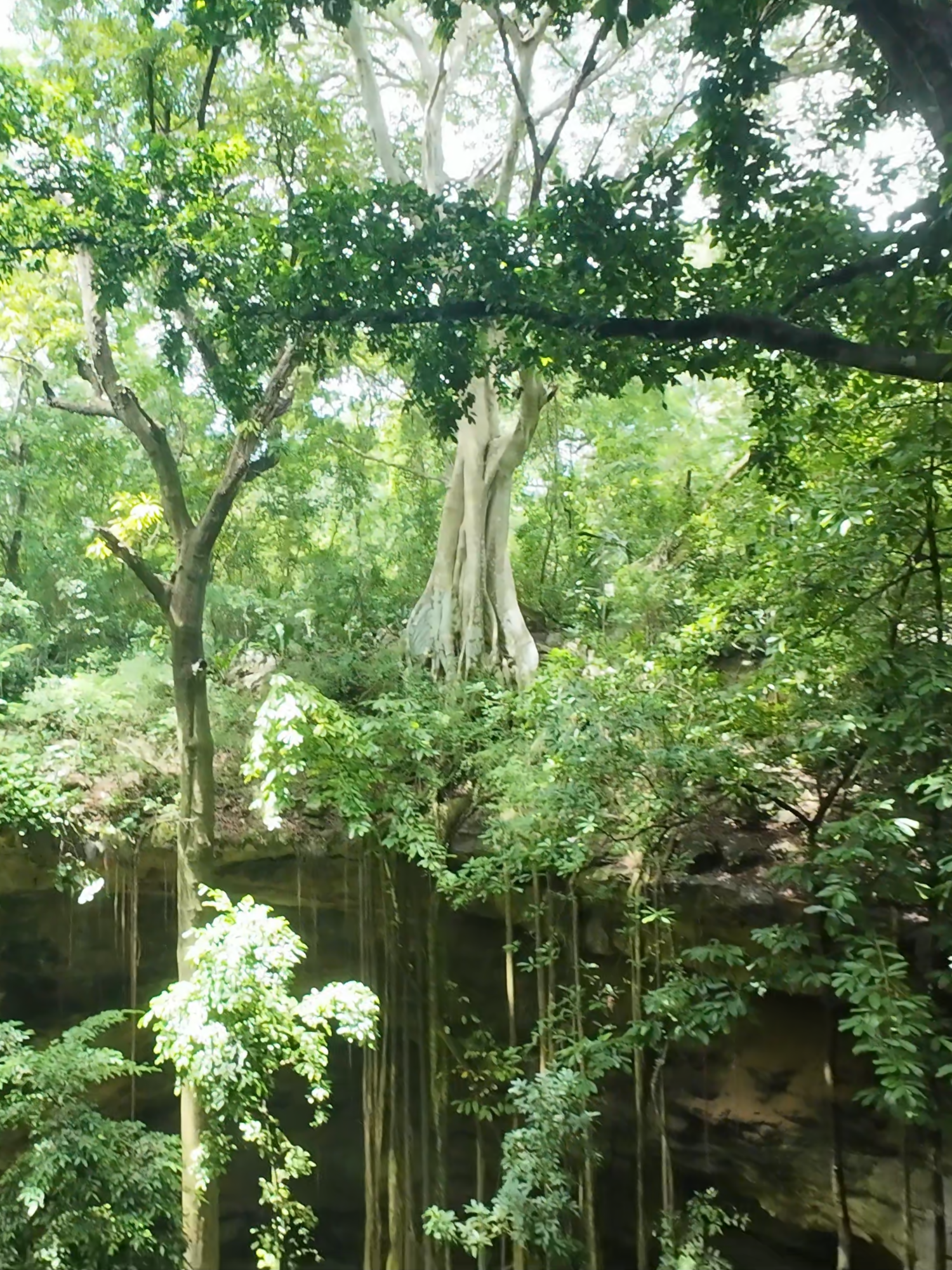 Serpiente en cenote seco #maya #explore #Yucatan #natural #fauna #selva #cave #serpiente