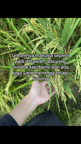 #qoutes #sawahpadi🌾 #petanimuda #foryou #zyxcba 