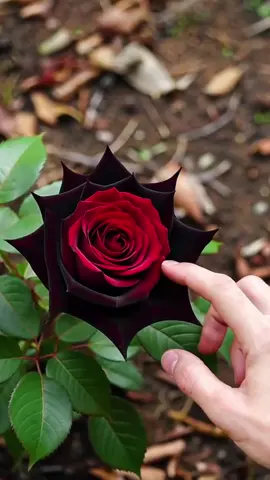 They just???#roses #plants #tiktokshop 