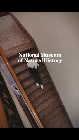 National Museum Natural History & National Museum Anthropology & National Museum Fine Art. #Manila Philippine 🇵🇭 #philippines #trending #museum  #fypシ゚viral 