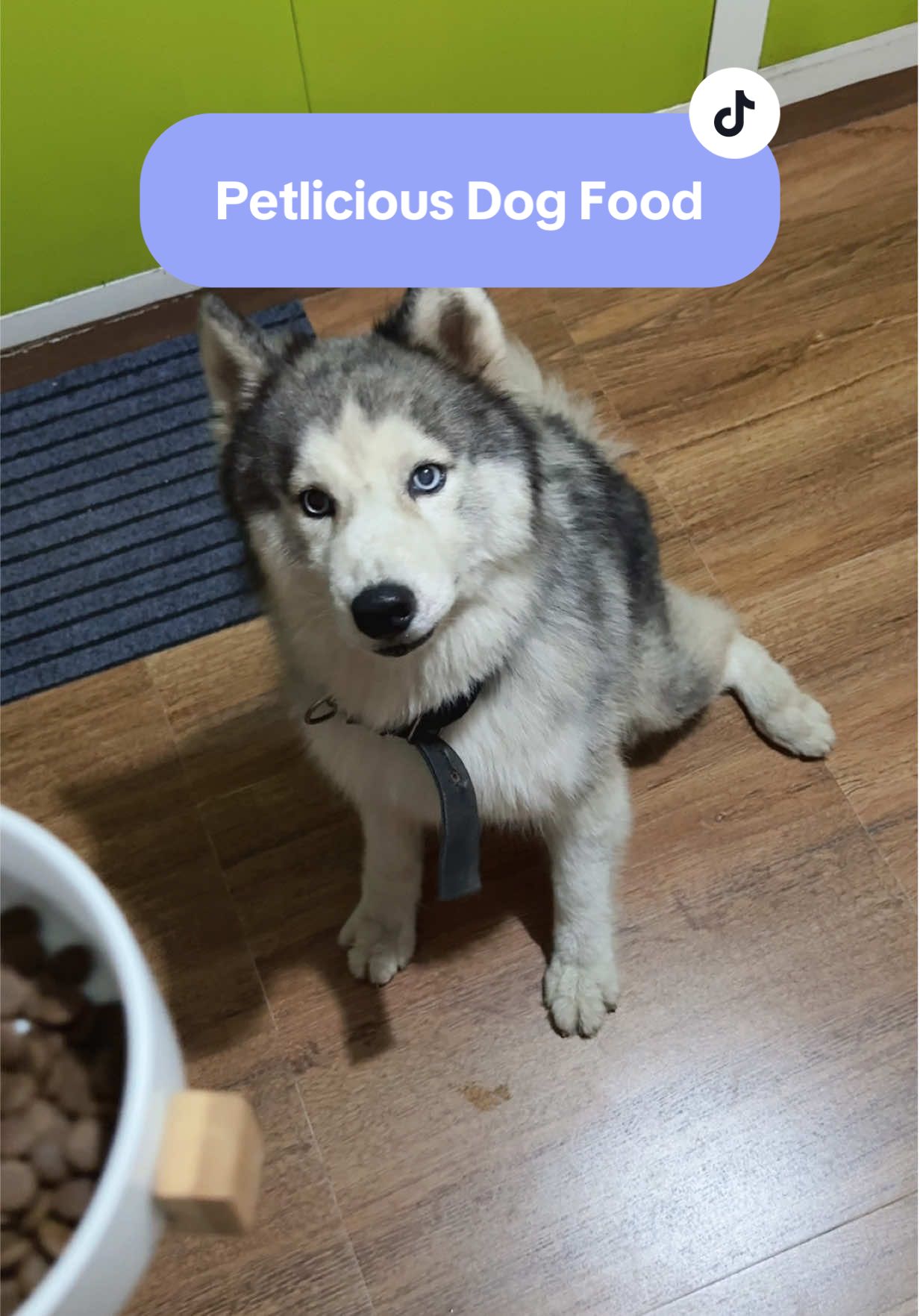 PETLICIOUS DOG FOOD GUSTONG GUSTO NI CUTIE!!! 😍😍😍 #petlicious #petliciousdogfood #dogsoftiktok #xyzbca 