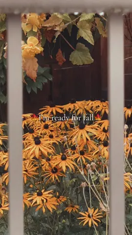 🍂More rainy clips ✨🍁  ↓↓↓ ★I’m almost finished Stephan kings Holly, and then I’ll probably listen to a quick audio book since katabasis is my first September read! I’m excited!  ★What book are you looking forward to reading next?  ☆ #BookTok #bookreview #bookish #darkacademia #bookstagram                       P.s you should like and follow ✨