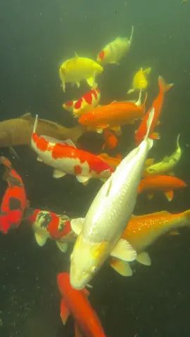 Ngắm cá khỏe đẹp vẫn cứ là phê.#koi #koifishtank #koiyaarnahifar #koifish #DCRG 
