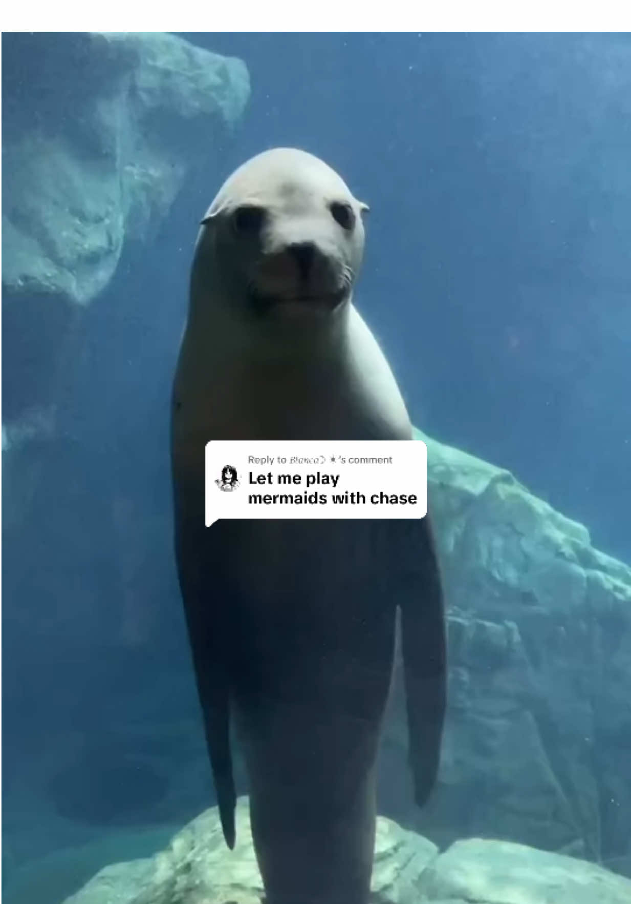 Replying to @𝐵𝑖𝑎𝑛𝑐𝑎☽ ☀︎︎ MERMAN #sealion #aquariumofthepacific 