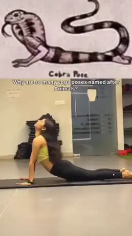 Ever wondered why so many Yoga Poses are named after Animals? 🐍🐸🦎🦋 #mindfulmovers  ✅Check profile bio to get the Best Workout Program +  free Meal Plan #yoga #yogaposes #animals #trending 