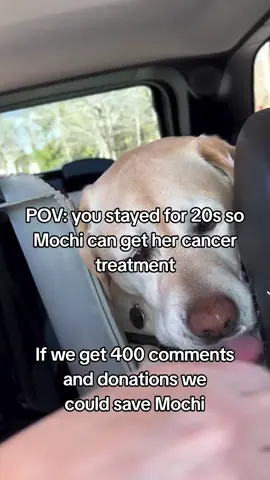 𝗗𝗼𝗻𝗮𝘁𝗶𝗼𝗻 𝗶𝗻 𝗯𝗶𝗼❤️ This is Mochi my little baby, my best friend, my whole world. She was just diagnosed with a life-threatening illness, and without treatment..she won't make it. The vet said we need $4300 to start her care and give her a real chance Watching her get weaker each day is the hardest thing l've ever faced. 1 just want to hold onto her a little longer. Please...if you see this, help us. Even $1 or just a share could save her life, She's only 4 years old ...she still has so much love left to give Help us save Mochi's life. Thank you from the bottom of my heart #savemydog #savemybaby #doglove 