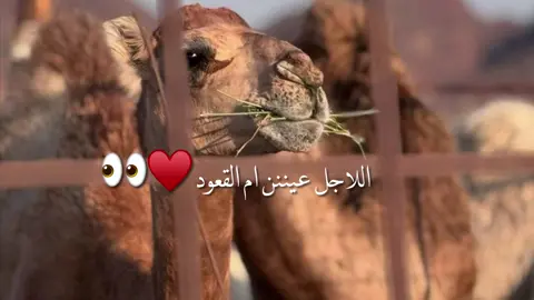 ###كسلبوررررررررررررررررر🖤🖤 