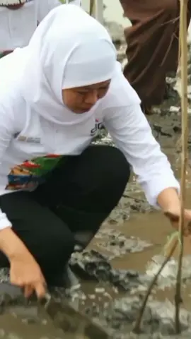 Festival Mangrove ke-7 digelar meriah di Pantai Bahak, Desa Curahdringu, Kecamatan Tongas, Kabupaten Probolinggo pada Selasa, 19 Agustus 2025.  Acara ini merupakan hasil kolaborasi antara Pemerintah Provinsi Jawa Timur dengan pihak swasta, akademisi, dan komunitas, yang bertujuan memperkuat komitmen bersama dalam pelestarian ekosistem mangrove. Deputi Kementerian Lingkungan Hidup dan Kehutanan, Sigit Reliantoro, menyampaikan apresiasinya atas keberhasilan Jawa Timur dalam mengelola kawasan mangrove secara berkelanjutan. “Gubernur Khofifah Indar Parawansa bahkan menerima  dari Kementerian LHK pada 2024 atas pencapaian tersebut. Ini adalah contoh baik yang layak menjadi inspirasi bagi provinsi lain,” ujarnya. #haloprobolinggo #khofifahindahparawansa #gubernur #jatim #probolinggo 