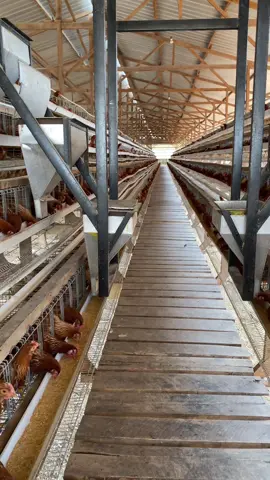 lahapnyooo #ayam #ayampetelur #abk #anakbuahkandang #peternakmuda 