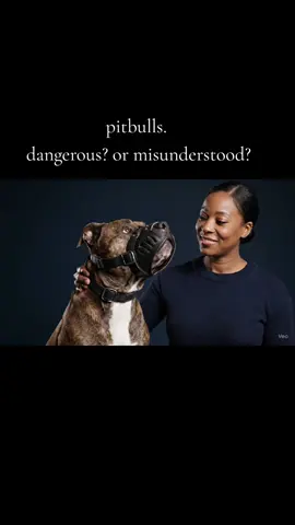 “Pitbulls are one of the most debated breeds in the world 🐾 Some people see them as dangerous, while others know them as loyal, goofy family dogs. 💕 The truth is, aggression comes from how they’re raised — not the breed itself. What do YOU think? Are pitbulls dangerous or just misunderstood? 👇” #Pitbull #PitbullsOfTikTok #PitbullLove #PitbullNation #DangerousOrMisunderstood        
