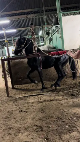 Potro el  pantera ☘️#viral #tiktok #caballosbailadores 