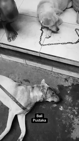 Anjing pun bersedih kehilangan sahabatnya 🥹 🎥 goeseka212