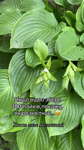 Краса неймовірна 😍