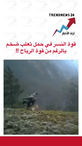 ‏قوة النسر في حمل ثعلب ضخم بالرغم من قوة الرياح#اكسبلور #explore #fyp #foryou #foryoupage 
