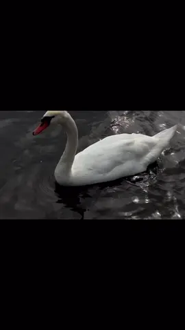 #swan #fyp #nature #viral 