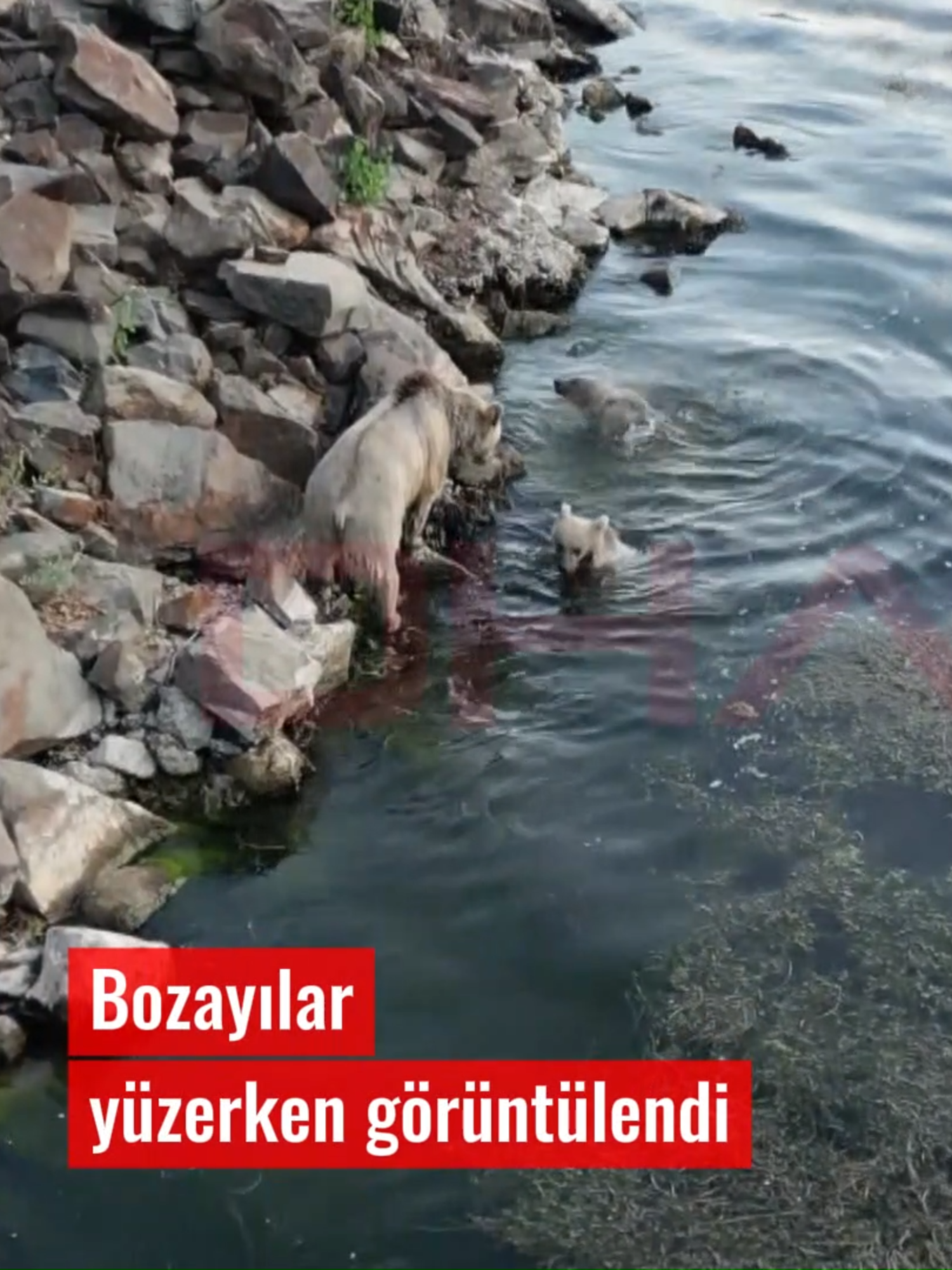 Bozayılar, Nemrut Krater Gölü’nde yüzerken görüntülendi #Bitlis’in Tatvan ilçesindeki Nemrut Kalderasında yaşamlarını sürdüren bozayıların Nemrut Krater Gölü’nde yüzdükleri anlar, cep telefonuyla görüntülendi. Bitlis Eren Üniversitesi (BEÜ) Sağlık Bilimleri Fakültesi Dr. Öğretim Üyesi Cihan Önen, göl civarında ayı yoğunluğunun arttığını belirterek vatandaşları uyardı. Ceren ÇALIŞKAN / BİTLİS, (DHA) #DHA #Haber #Bozayı #Nemrut #Yüzme #Bitlis