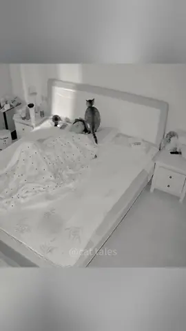 What did my cats do while I was sleeping?#cat #catsoftiktok #pets #funnyvideo #foryou 