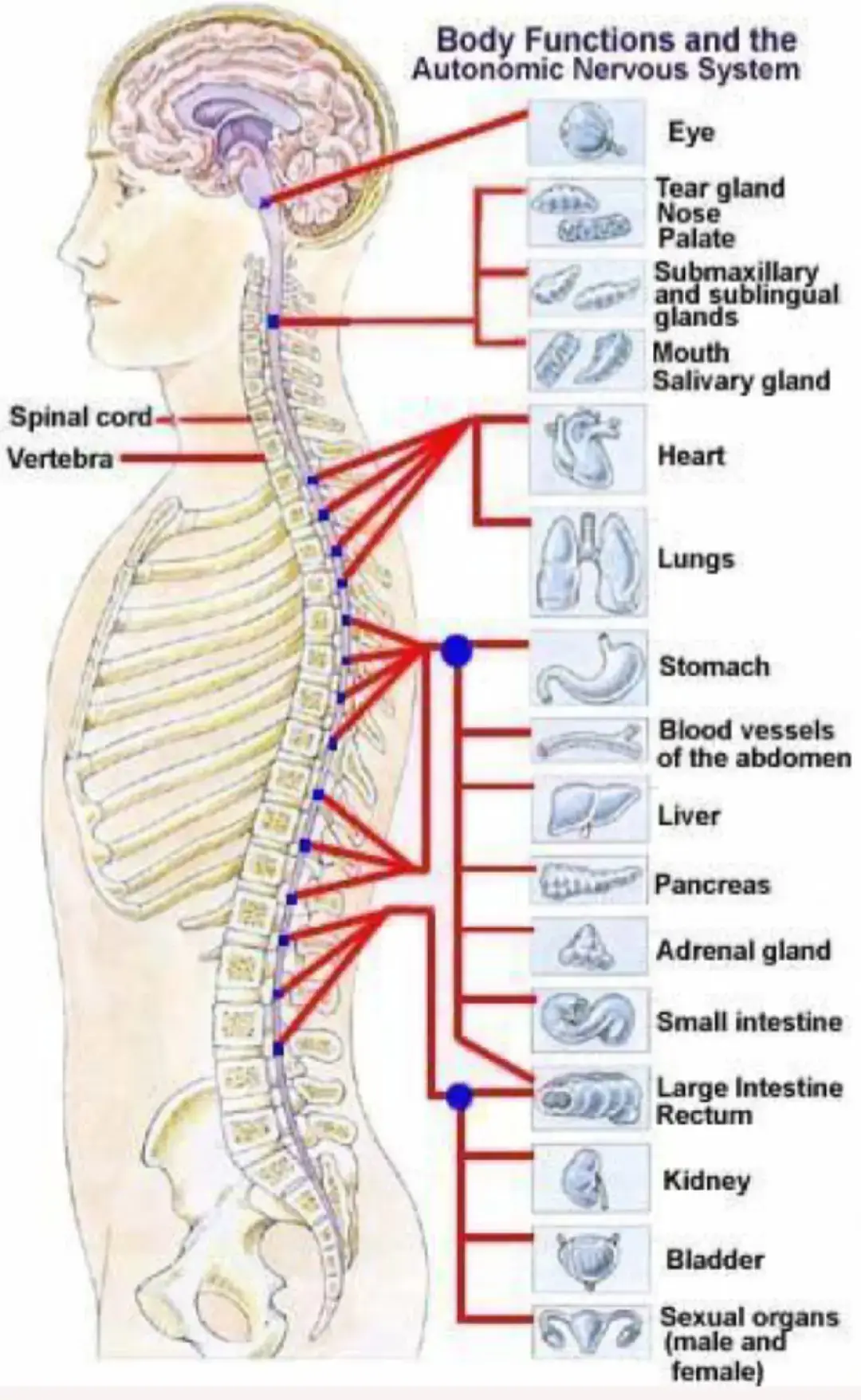 Gambar yang Anda kirimkan ini menunjukkan hubungan antara sumsum tulang belakang (spinal cord) dengan sistem saraf otonom serta fungsi organ-organ tubuh. 📌 Penjelasan isi gambar: Saraf yang keluar dari tulang belakang bercabang ke berbagai organ tubuh. Setiap ruas tulang belakang (vertebra) berhubungan dengan fungsi tertentu. Jika terjadi gangguan pada saraf tertentu, bisa memengaruhi organ yang dikendalikan oleh saraf itu. 👉 Contoh hubungan yang ditunjukkan gambar: Bagian atas (cervical / leher): Mengontrol mata, kelenjar air mata, hidung, mulut, kelenjar ludah. Bagian dada (thoracic): Mengatur jantung, paru-paru, lambung, hati, pankreas, kelenjar adrenal. Bagian pinggang (lumbar): Mengatur usus kecil, usus besar, ginjal. Bagian bawah (sacral): Mengontrol kandung kemih dan organ reproduksi. --- 📌 Kesimpulan: Tulang belakang bukan hanya menyangga tubuh, tetapi juga jalur utama saraf ke seluruh organ. Gangguan pada saraf tulang belakang (misalnya saraf kejepit, hernia diskus) dapat menimbulkan gejala yang tampak jauh dari lokasi tulang belakang, misalnya masalah pencernaan, gangguan kencing, atau masalah reproduksi. #Hnp  #tulangbelakang  #Accupuntur 