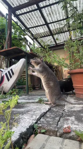 🐭💃🏼#gambiariesenhamsterratte #pouchedrat #fyp #dance #viral 