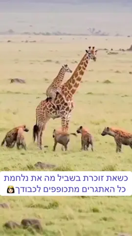 כשאנו זוכרים למען מי ומה אנחנו נלחמים.. כוחות העל מתגלים 🦸‍♂️  🦒  #התפתחותאישית #nlp #הצלחה #מוטיבציה #motivation 