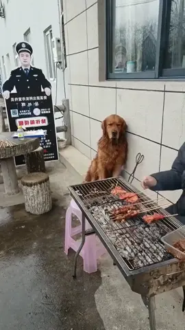 Rồi Ngồi Đó Chi Cho Nhõ Dãi Dị 😂😂😂 #hien_reviewgiadung #dog 
