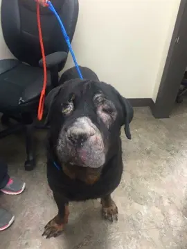 You won’t believe the boy we just brought in 💔 He was rescued from a dog fighting ring — his body covered in wounds, and his eye so badly injured we weren’t even sure it could be saved. He was in pain, terrified, and completely shut down. The vet team got to work right away. They cleaned his cuts, started him on antibiotics and pain meds, and treated the eye as carefully as possible. For days, he wouldn’t move much… just curled up in the corner, flinching anytime someone got close. So we went slow. Soft voices, gentle hands, sitting with him so he knew he wasn’t alone. And then, one morning, he lifted his head and gave the tiniest tail wag — his first sign of trust. We all cried. ❤️ As his body healed, we started giving him Taily Dog Collagen with his food to help speed up recovery and support him from the inside out. Since then: ✔️ His coat is growing back shiny and healthy ✔️ His skin and wounds are healing faster ✔️ He’s more comfortable, moving with new energy ✔️ And even with one injured eye, he’s playful and full of life again 🐶✨ We get it on Amazon — it’s clean, natural, and one of the best things we’ve ever added for our rescues. Ive put a link in my bio. From a fighting ring and a badly injured eye… to a safe home and a second chance. 🐾💛 #dogcare #dogs #dogskincare #puppycare #puppytips 