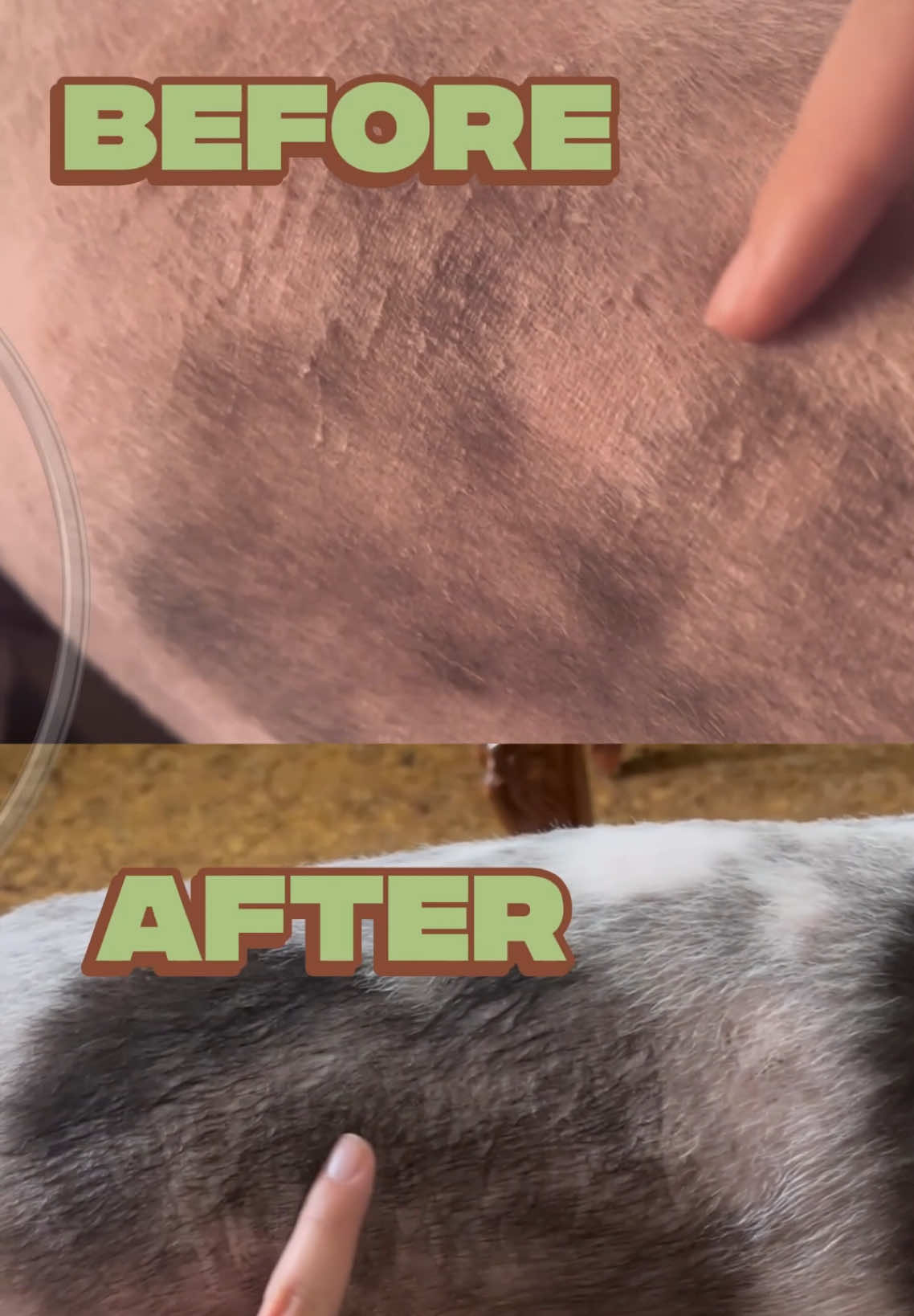 Watch Panda's journey from skin irritation to a healthy coat! ✨ PetMarra's salmon oil is a great way to maintain healthy skin and fur! thanks to its rich Omega-3 fatty acids!  Provide your furry companion the BEST NUTRITION FOR A LIFETIME! 💚🤎 #PusongPinoyALAGAngPetMarra #PetMarra #iLovePetMarra #NutritionForALifetime #SwitchUpwithPetMarra