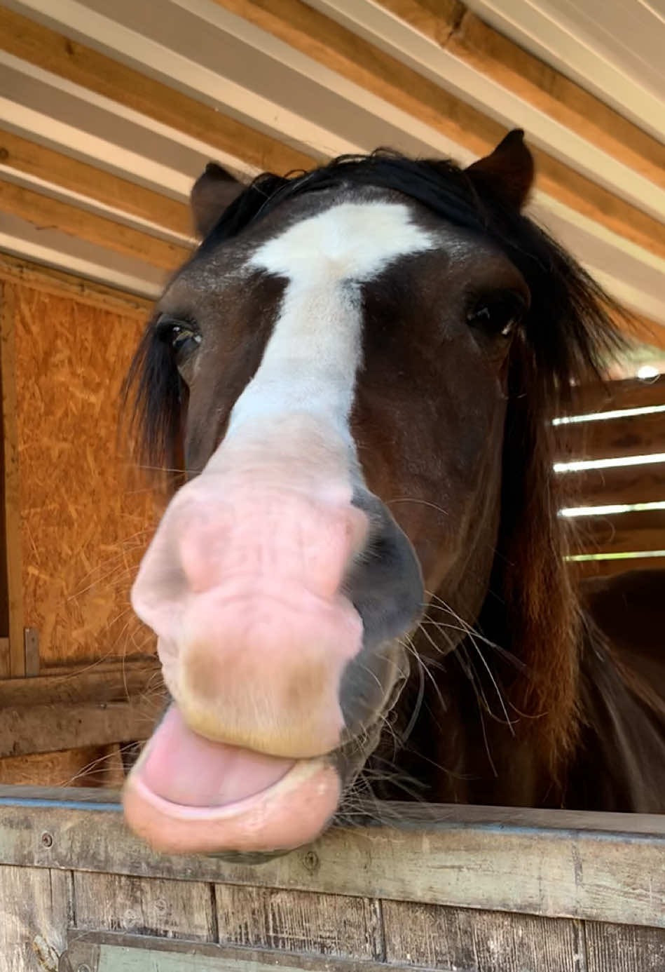 Anyone able to help tell me what Wiffy was singing in his serenade today it was intoxicating what a little charmer!  #wiffythetalkinghorse #fyp #funnyhorse #equestrian #funny