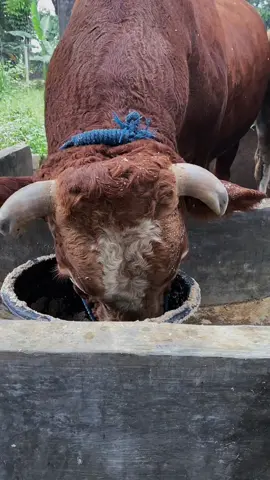 #CapCut #pejuangrupiah #fypシ゚ #fyppppppppppppppppppppppp #sapiqurban2026 #qurbanmudah #tabaqur 