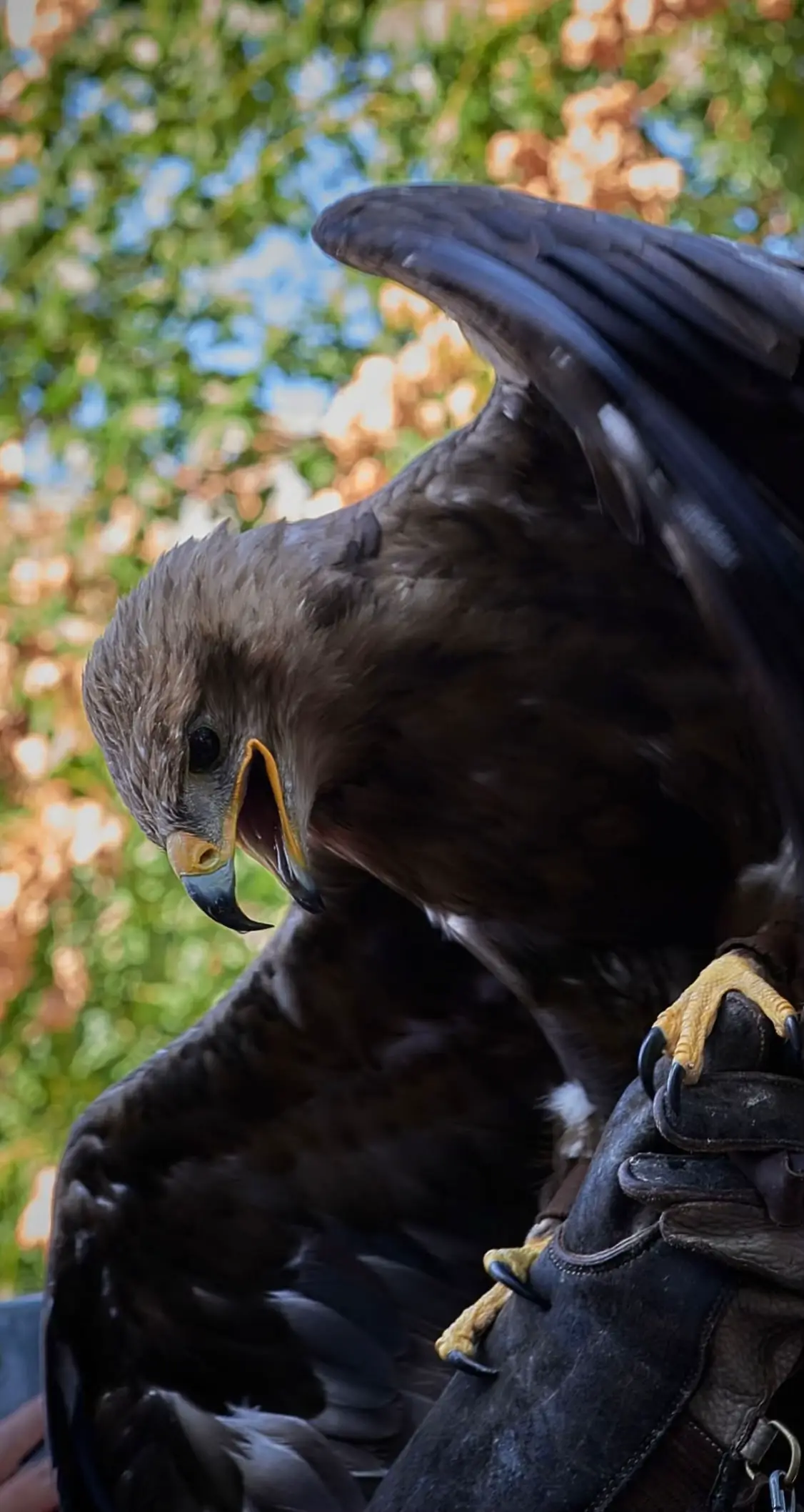 Une sélection de photos de rapaces prise lors d’un spectacle.#danyrousseauphotographe #photography #rapaces #oiseaux 