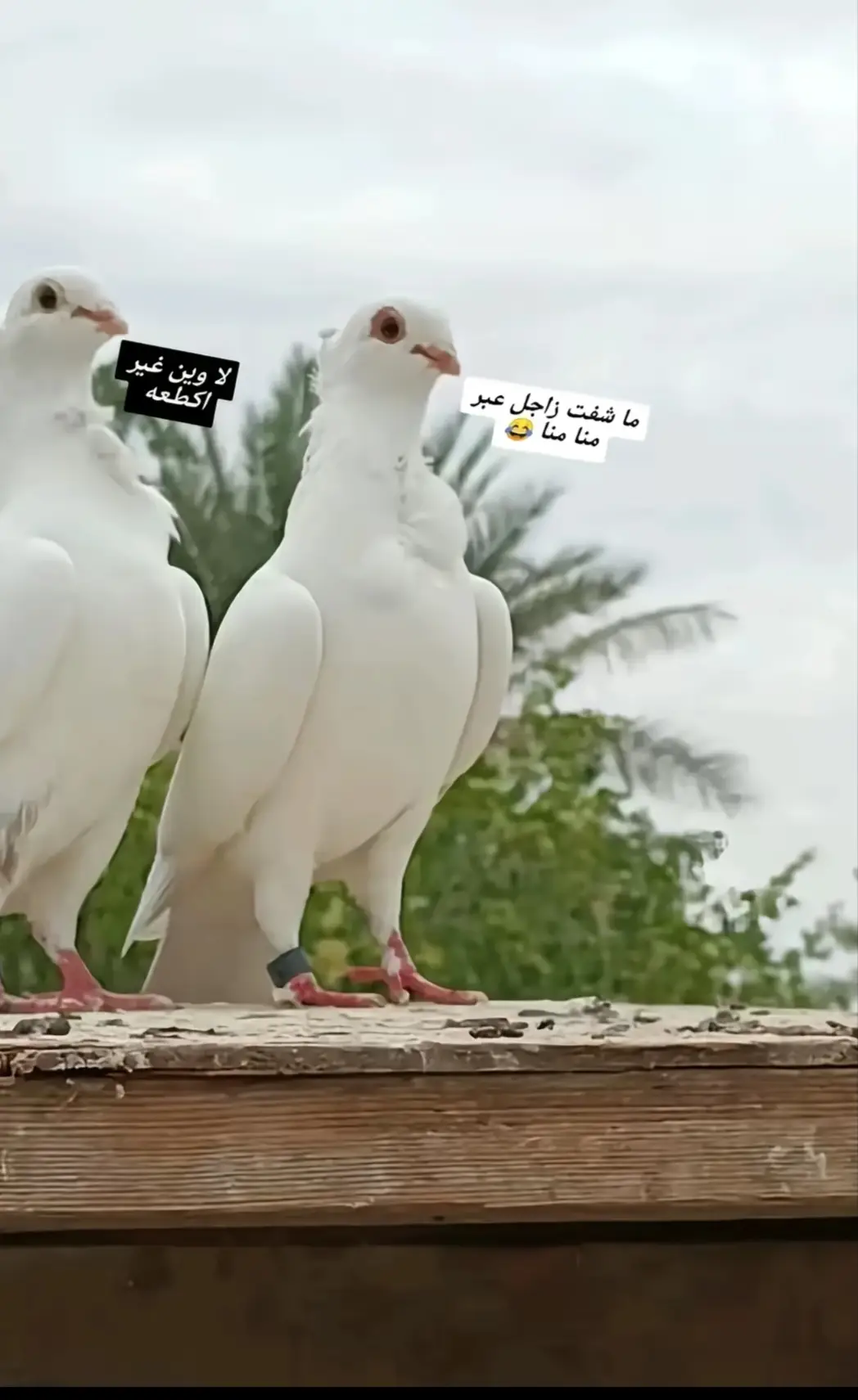 ماكو #قوي 😂جماعت #الرفل #شبيهم #وياكم #جنيت الزواجل🤣😂😂😂صعدو الفيديو شباب😊🌀🌀🌀🤣😂