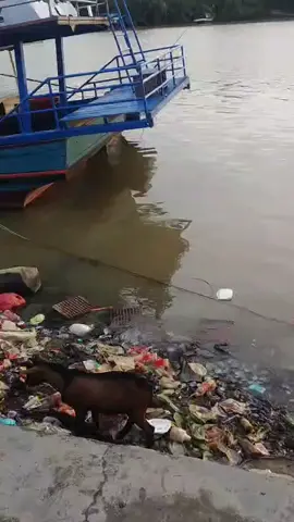 GORGON JARAK DEKAT